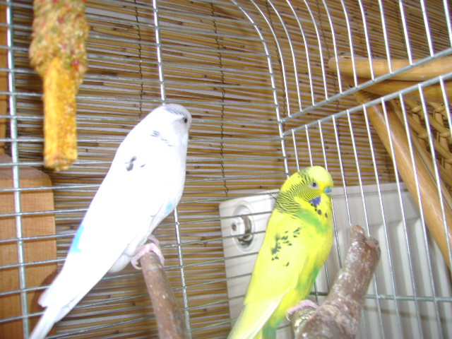 DSC01375.JPG
